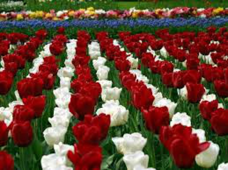 Sri Balaji Flora