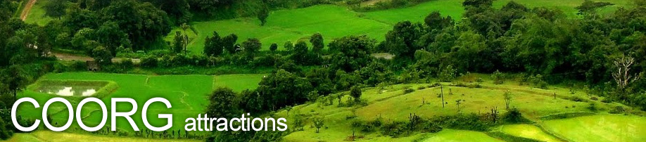 Tropical Rain, Coorg 