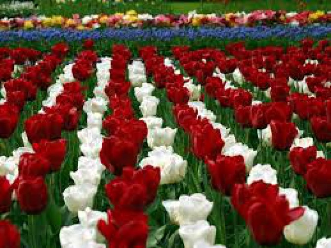 Sri Balaji Flora