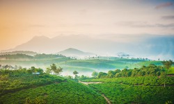 Grassroots, Wayanad 