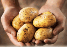 Important Tips for Storing Potatoes