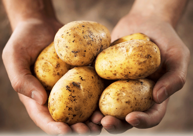 Important Tips for Storing Potatoes
